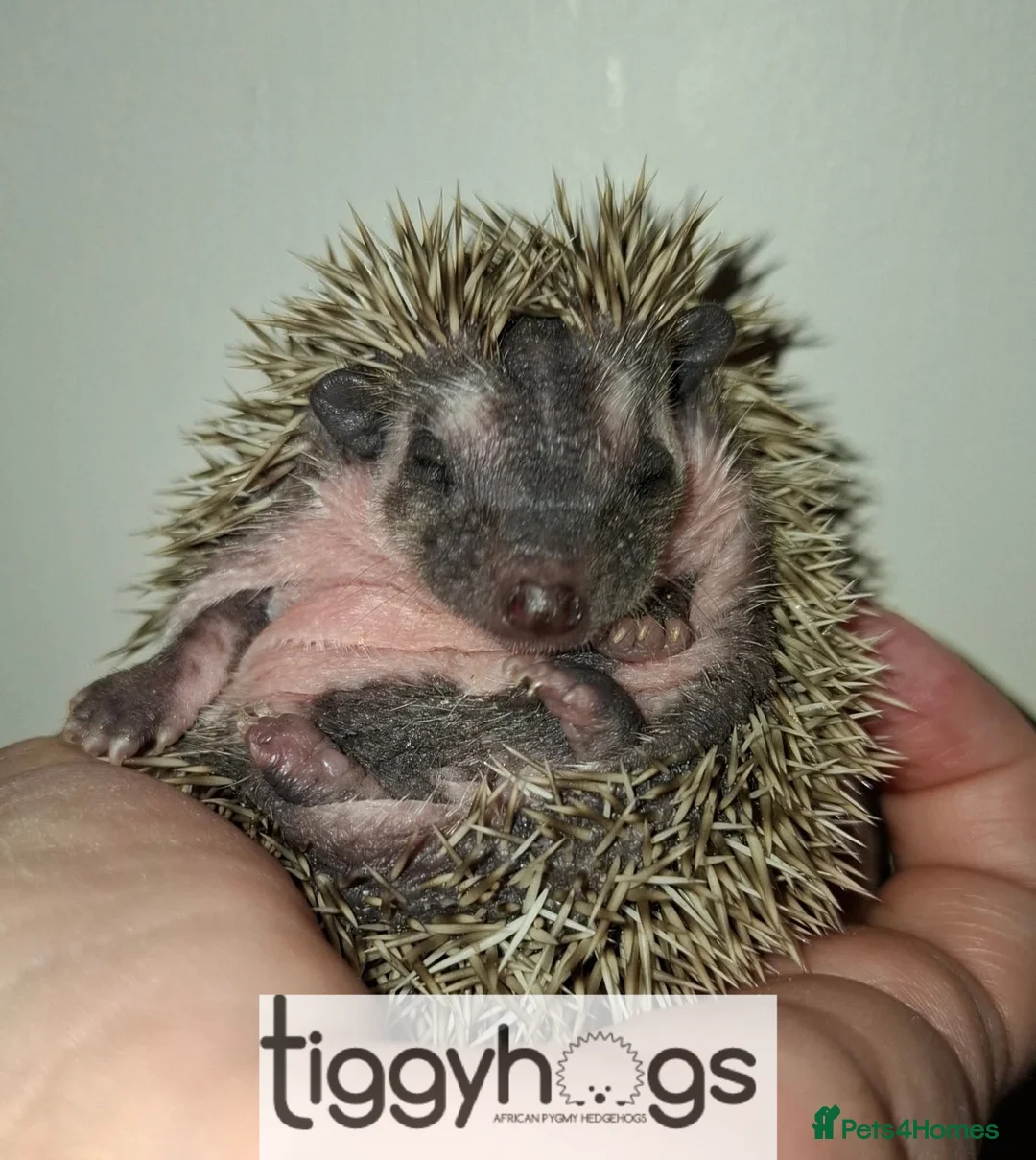 Pygmy Hedgehog rodents for sale:  Now reserved.  New litters due soon  - Advert 1