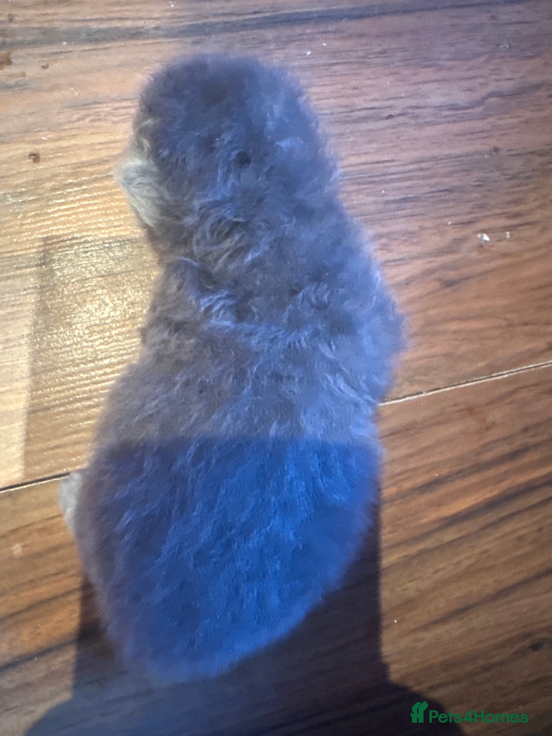 Maine Coon cats for sale: Main coon adorable kittens  - Advert 36