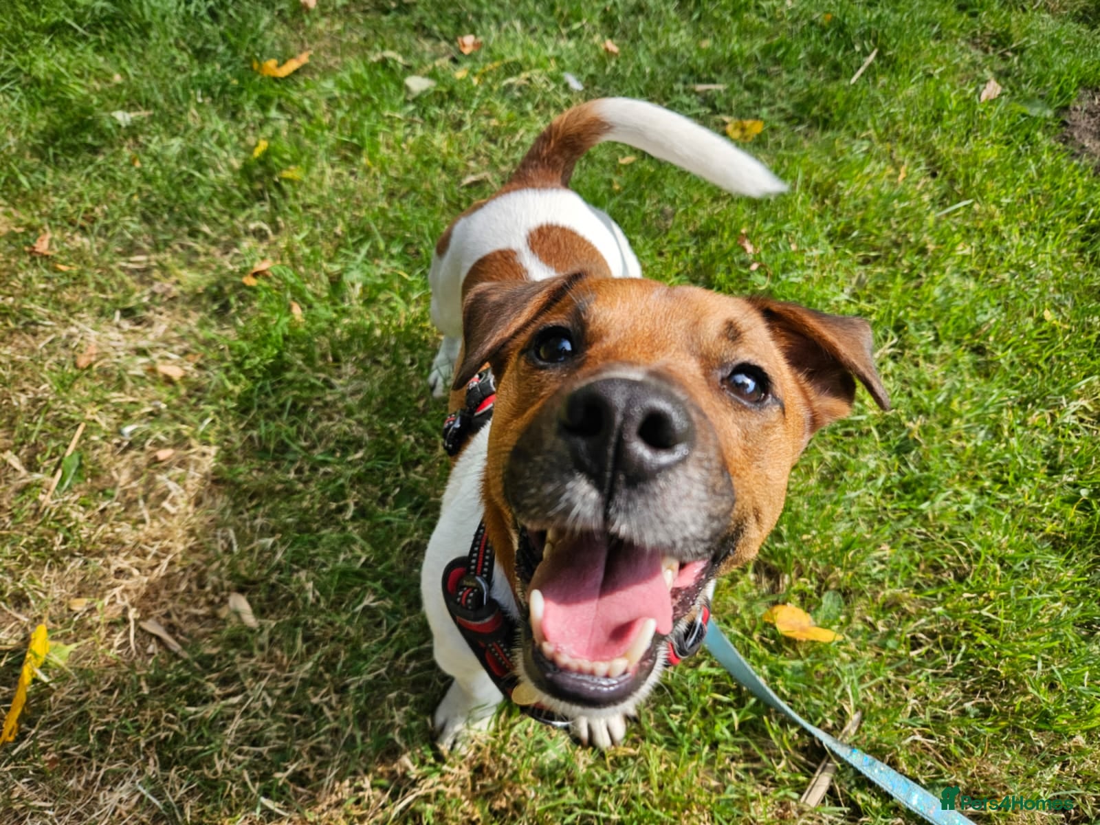 Jack Russell dogs Jasper - Advert 1