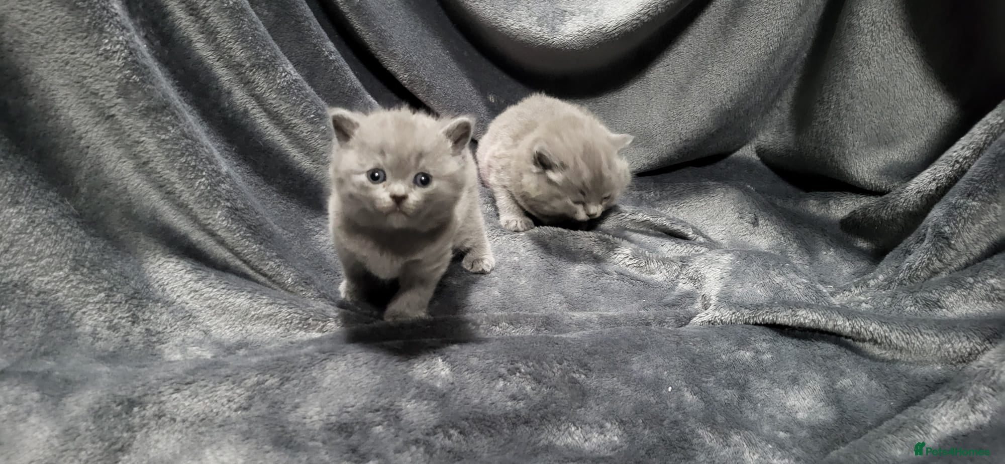 British Shorthair cats Perfect bsh kittens, very chunky and fluffy!!!! - Advert 6