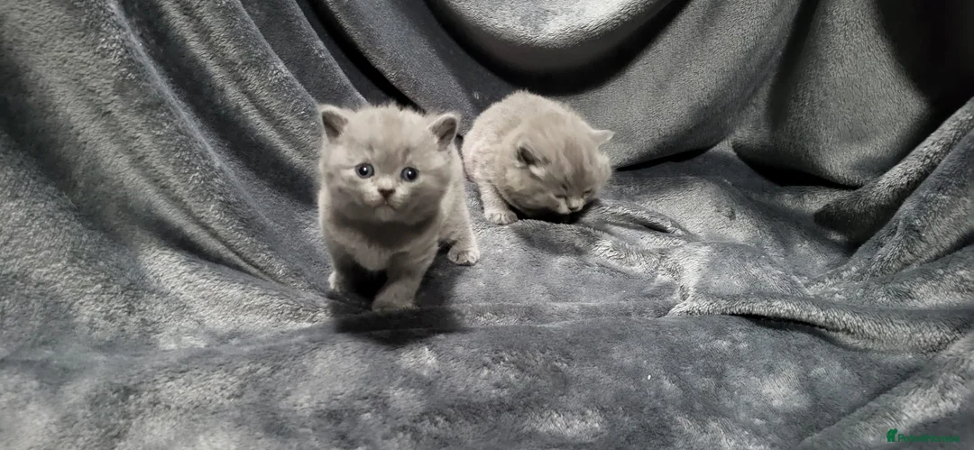 British Shorthair cats for sale: 1 female Ready Now, was to be our personal pick  - Advert 1