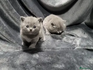 British Shorthair cats 1 stocky bsh male kitten, very chunky and fluffy! - Advert 15