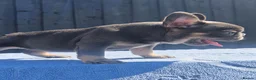 French Bulldog dogs for sale: Stunning litter of pups - Advert 10