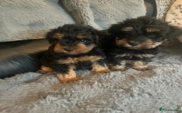 Schnoodle dogs for sale: BEAUTIFUL SCHNOODLE PUPPIES 🐶❤️ - Image 8