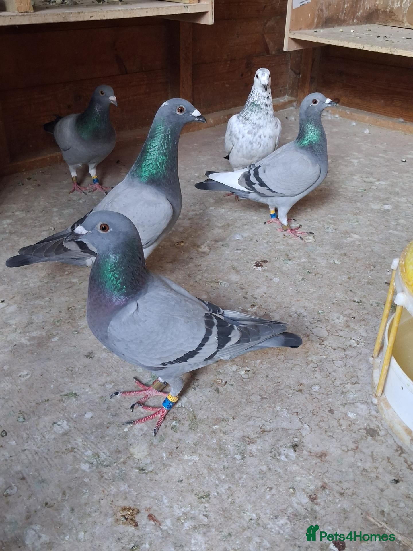 Pigeons birds Racing pigeons for sale  - Advert 15