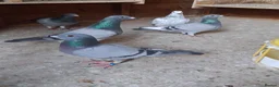 Pigeons birds for sale: Racing pigeons for sale  in Rowley Regis - Advert 1