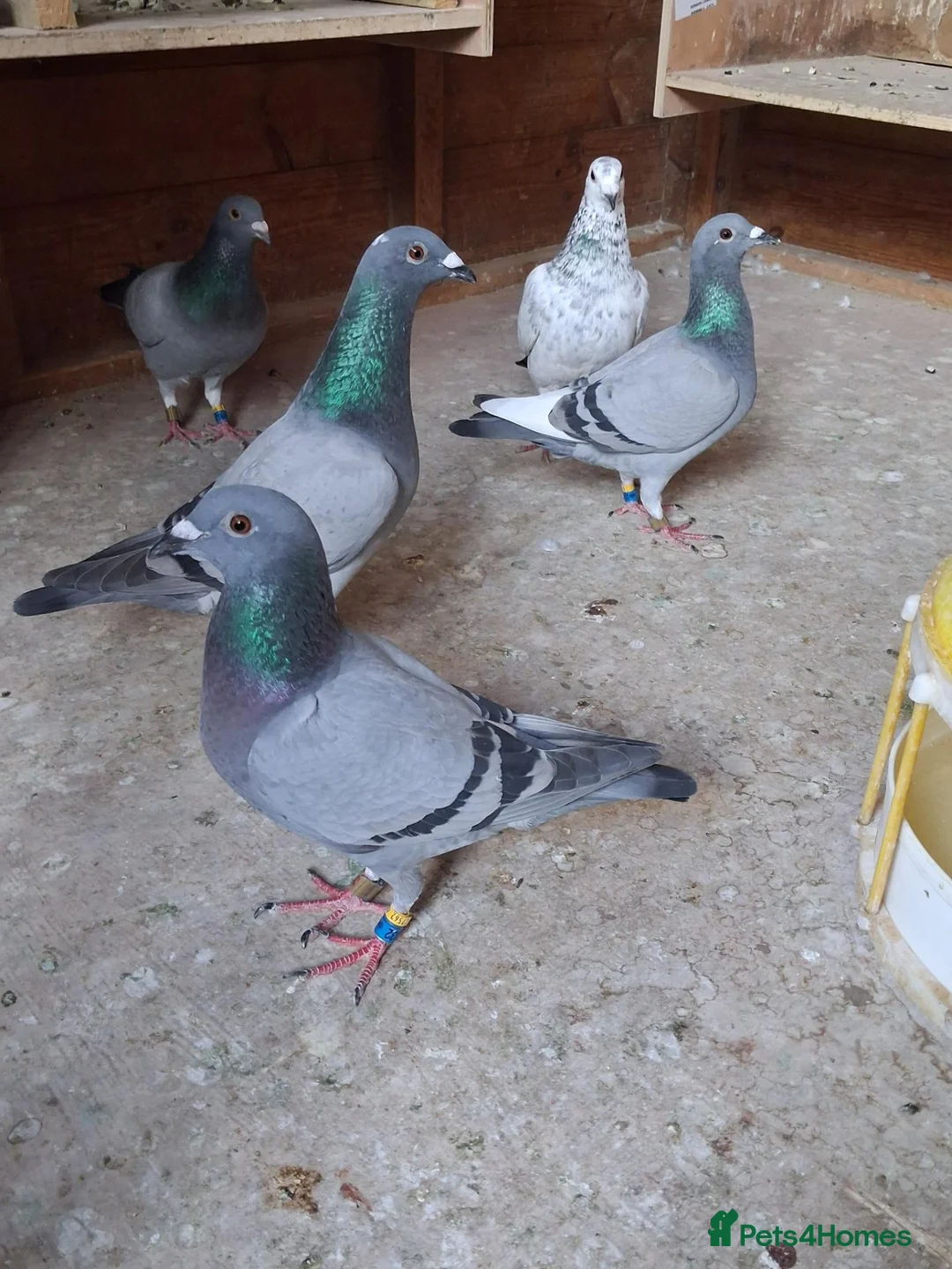 Pigeons birds for sale: Racing pigeons for sale  in Rowley Regis - Advert 1