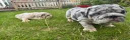 English Bulldog dogs for sale: Top Quality English Bulldog Pups Not Your Usual  in Colchester - Advert 23