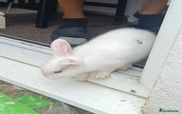 Dutch rabbits for sale: 3 Lovely Male Dutch - Image 1