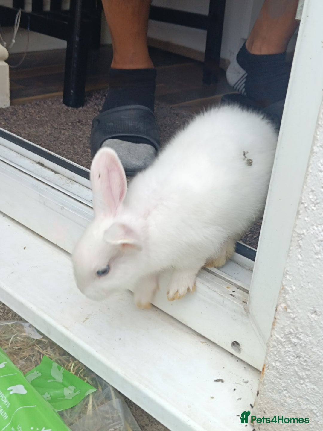 Dutch rabbits for sale: 3 Lovely Male Dutch - Image 1