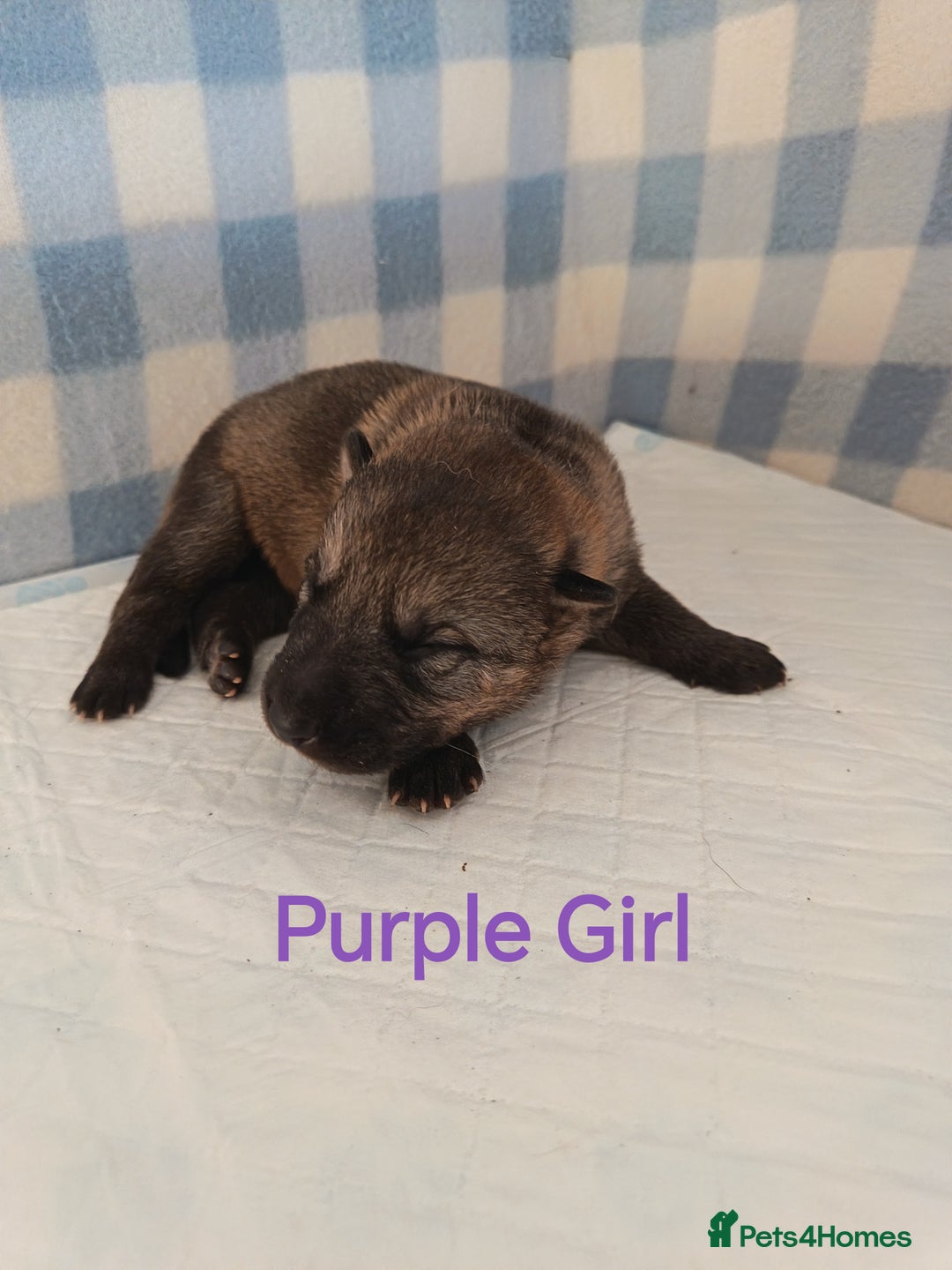 German Shepherd dogs for sale: German Shepherd Puppies - Image 10