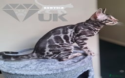 Bengal cats for sale: Intensively socialised bengal kittens - lap cats! in Scunthorpe - Image 17
