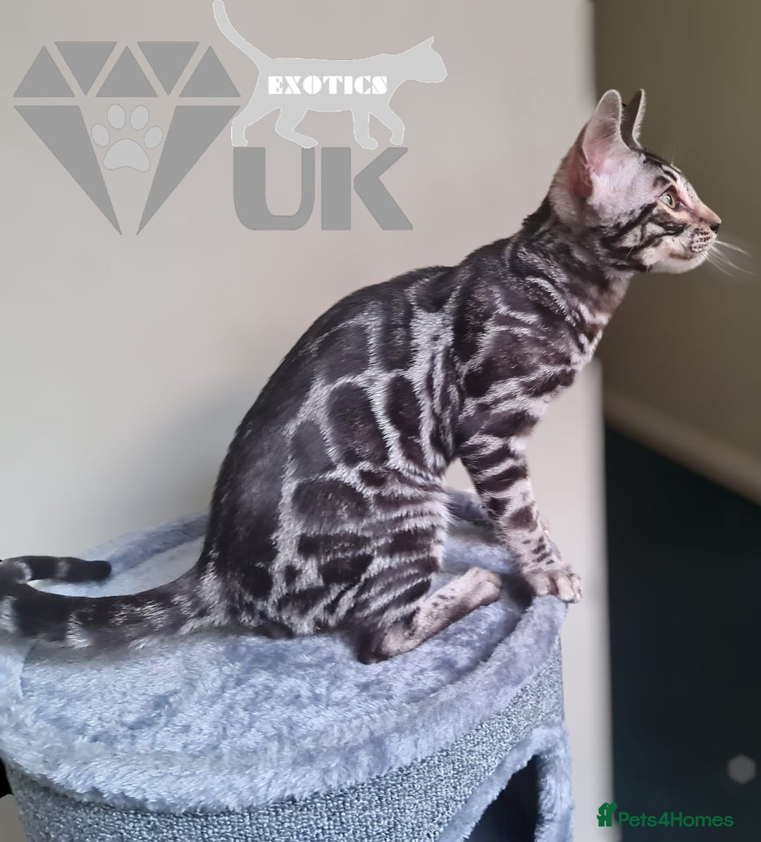 Bengal cats for sale: Intensively socialised bengal kittens - lap cats! in Scunthorpe - Image 17