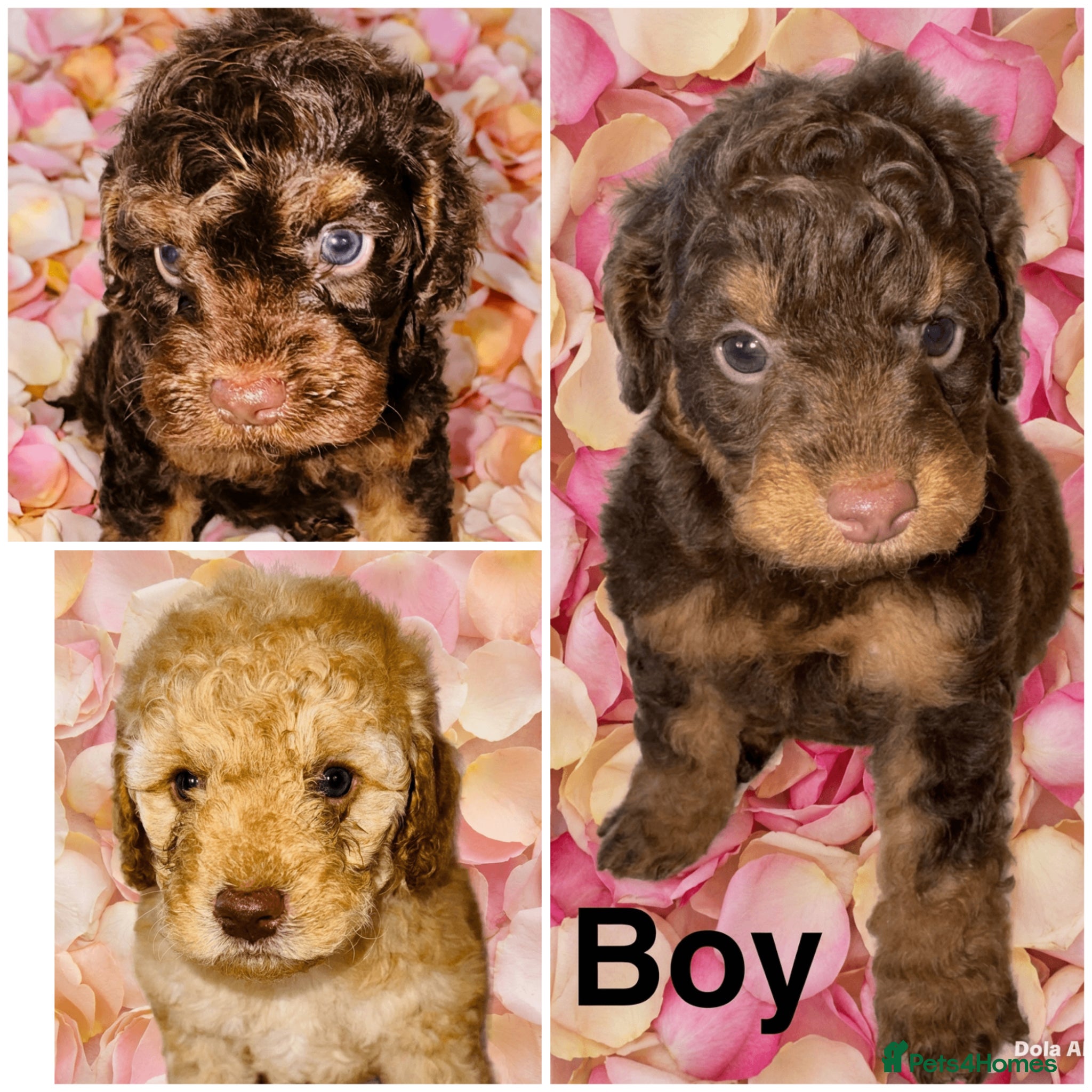 Cockapoo dogs DNA TESTED, Outstanding Cockapoos, Ready 6th May  - Advert 2