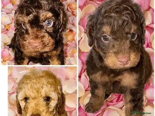 Cockapoo dogs DNA TESTED, Outstanding Cockapoos, Ready 6th May - Advert 2