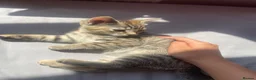 Mixed Breed cats for sale: Kitten tabby  - Advert 2