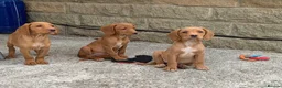 Cockerdor dogs for sale: Fox red Cockerdor pups 🐶 - Advert 5