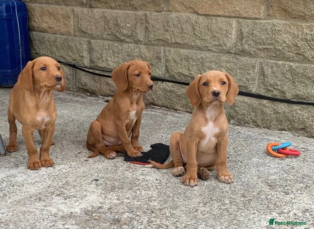 Cockerdor dogs for sale: Fox red Cockerdor pups 🐶 - Advert 2