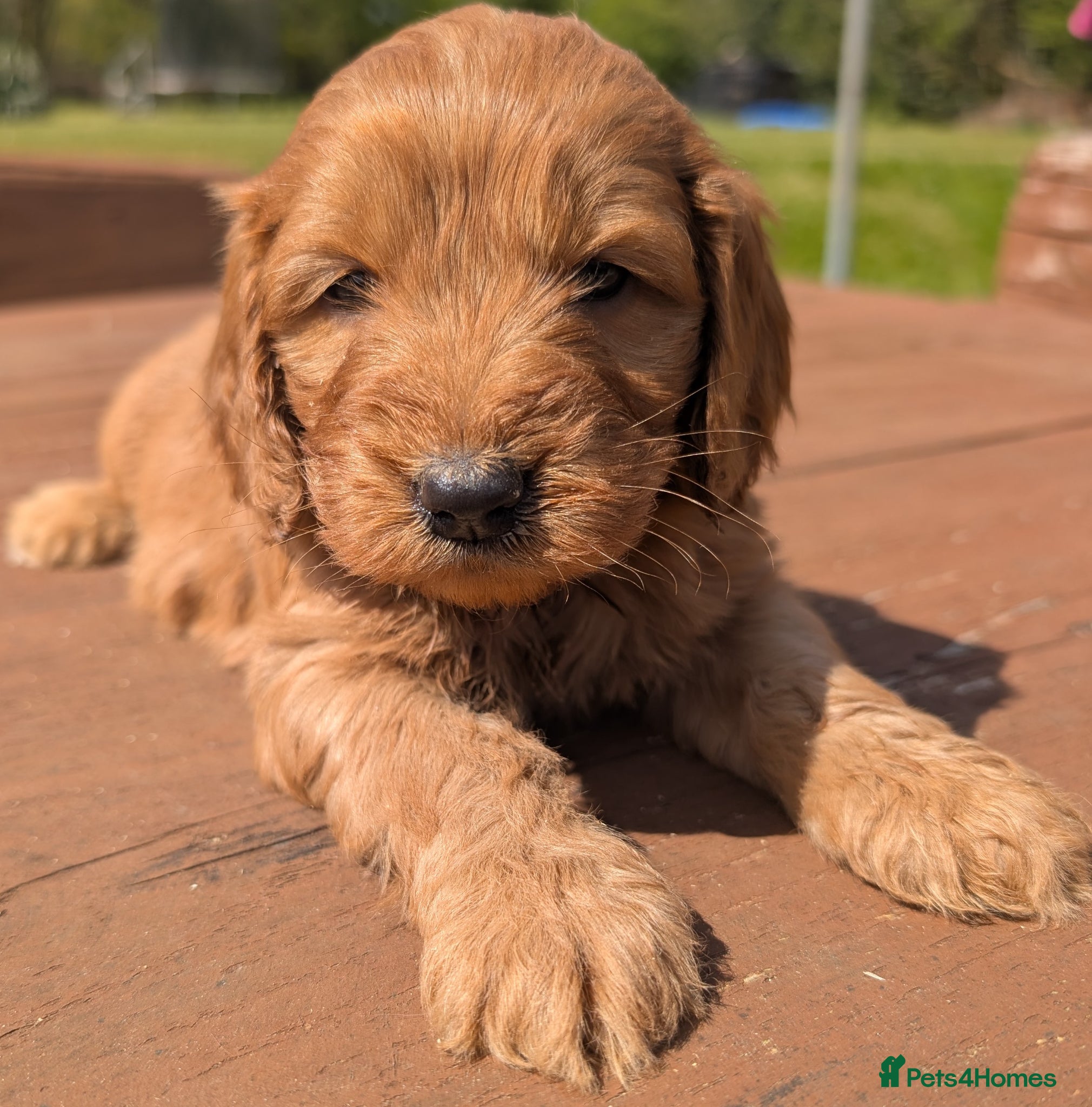 Cockapoo dogs Quality F1 Cockapoo puppies, Health tested parents - Advert 2