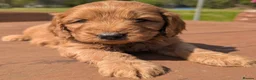 Cockapoo dogs for sale: Quality F1 Cockapoo puppies, Health tested parents - Advert 27