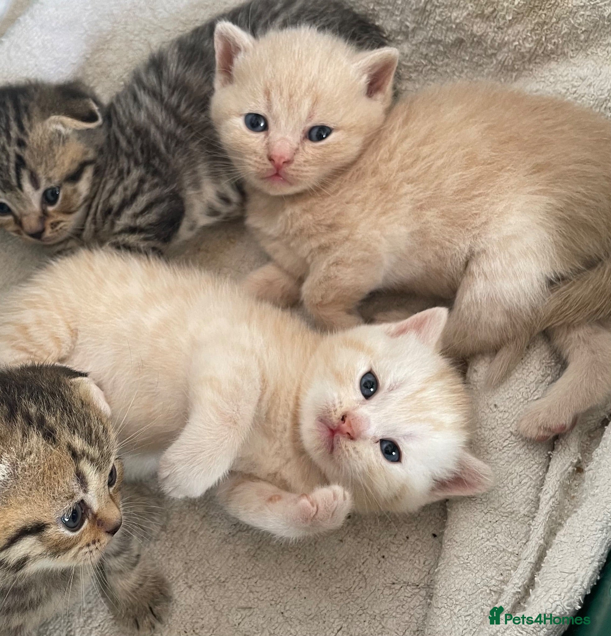 Scottish Fold cats Scottish fold kittens for sale  - Advert 1