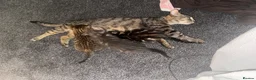 Mixed Breed cats for sale: Kittens for sale Dudley  - Advert 2