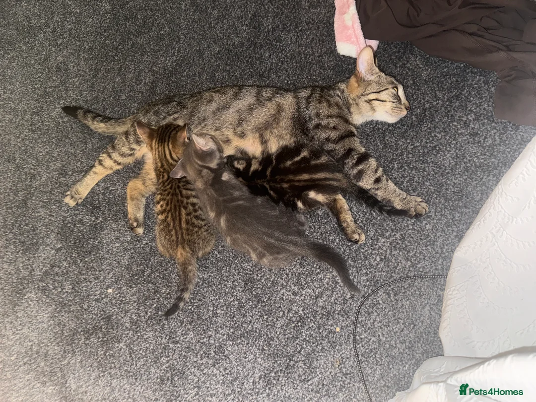 Mixed Breed cats for sale: Kittens for sale Dudley  - Advert 2