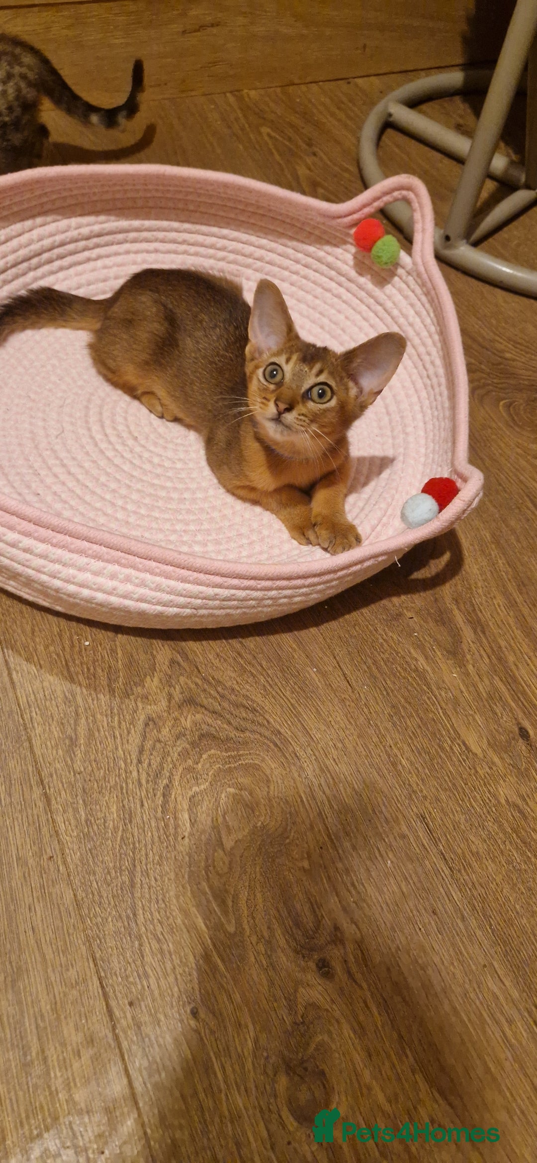 Abyssinian cats for sale: Pure Abyssian kittens ❤️ - Advert 5