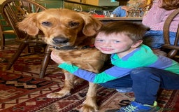 Golden Retriever dogs for sale: 🌟Gorgeous Golden Retriever Puppies🌟 - Image 13