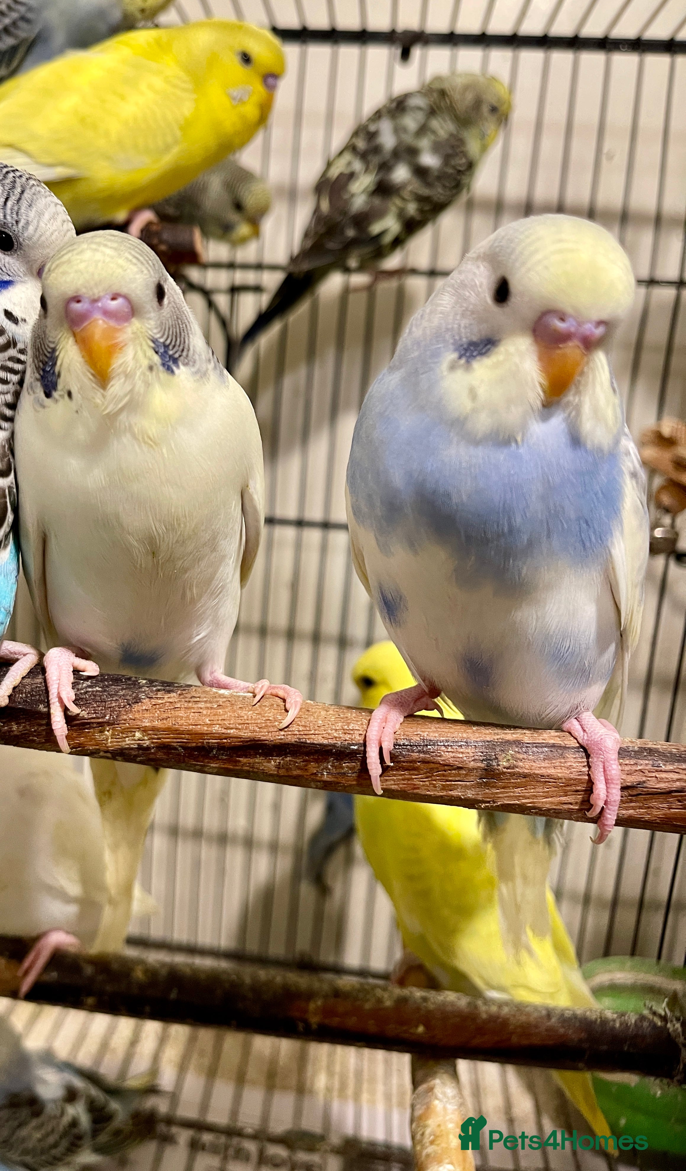 Budgerigars birds Budgies  - Advert 6