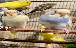 Budgerigars birds for sale: Budgies  - Advert 1