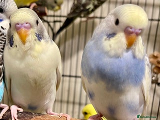 Budgerigars birds Budgies - Advert 1