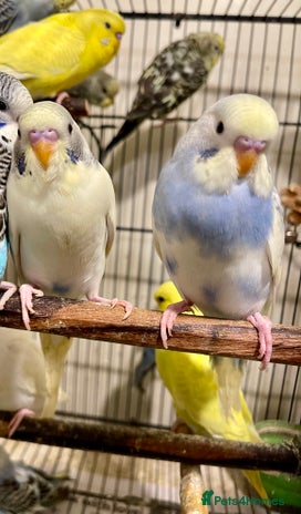 Budgerigars birds Budgies - Advert 1