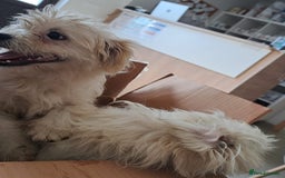 Bichon Frise dogs for adoption: KETHO - a superb, little boy, for a Loving Home - Image 15