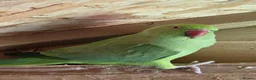 Ringnecks birds for sale: Bonded pair of ringnecks - Advert 1