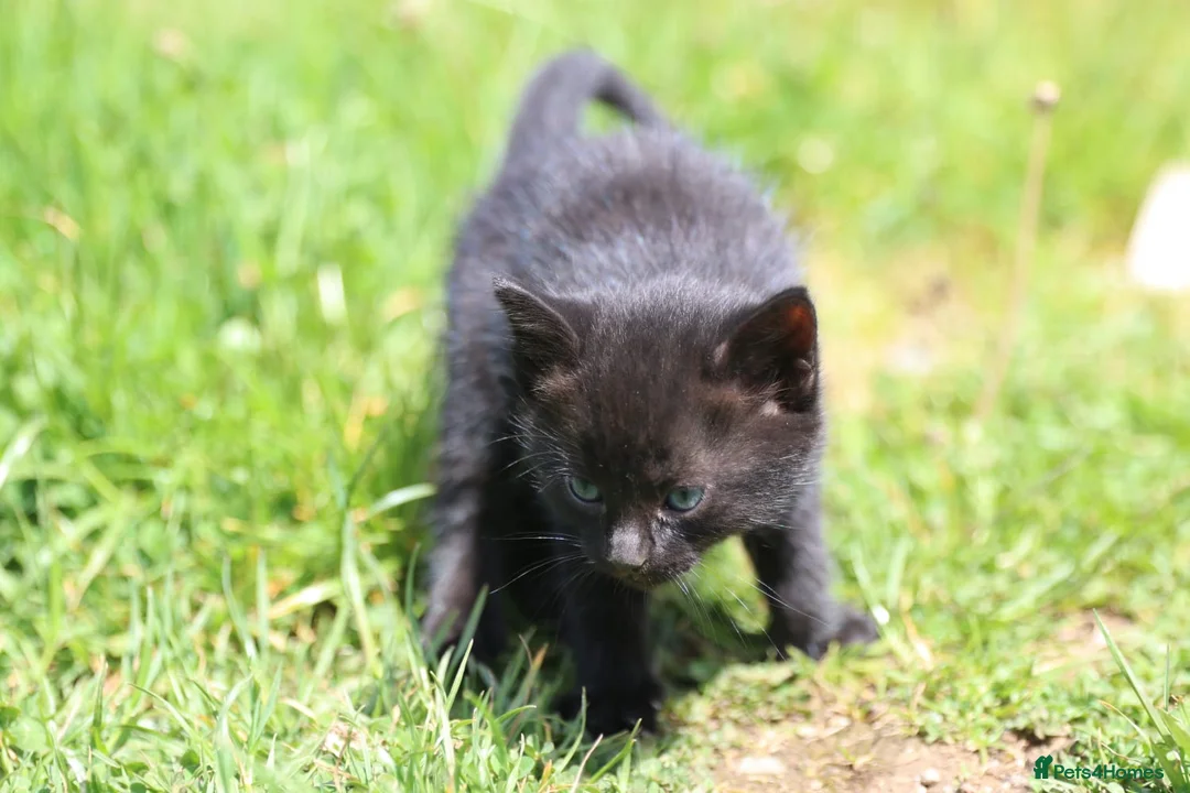 Mixed Breed cats for sale: Playful kittens  - Advert 14