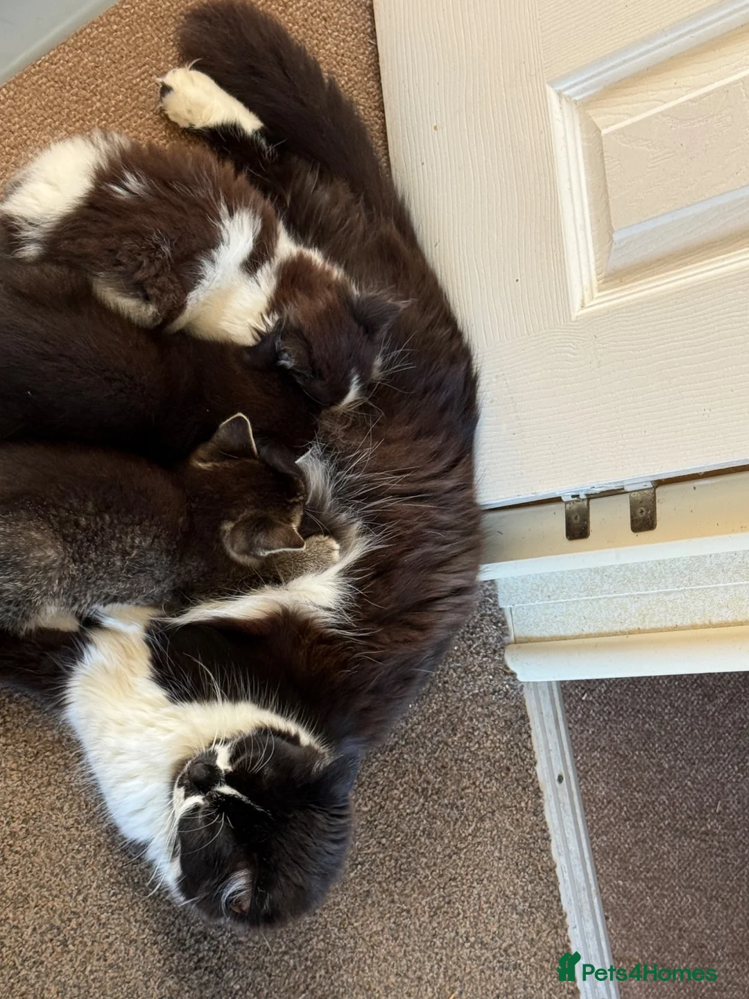 Mixed Breed cats for sale: Kitten available  - Advert 1