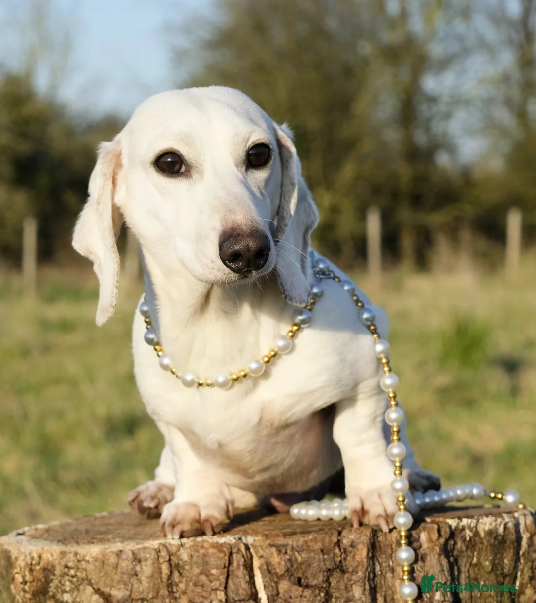 Miniature Dachshund dogs for stud: Award winning breeder-KC Pure White GHOST  - Advert 1