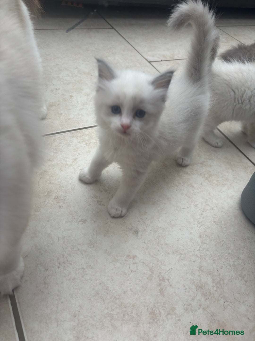 Ragdoll cats for sale: Gorgeous European ragdolls, Tica registered - Image 9