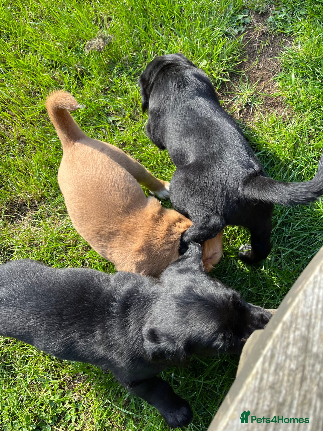 Mixed Breed dogs for sale: Sprockerdor puppies for sale - Image 2