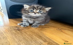Scottish Fold cats for sale: Scottish fold kittens  - Image 2
