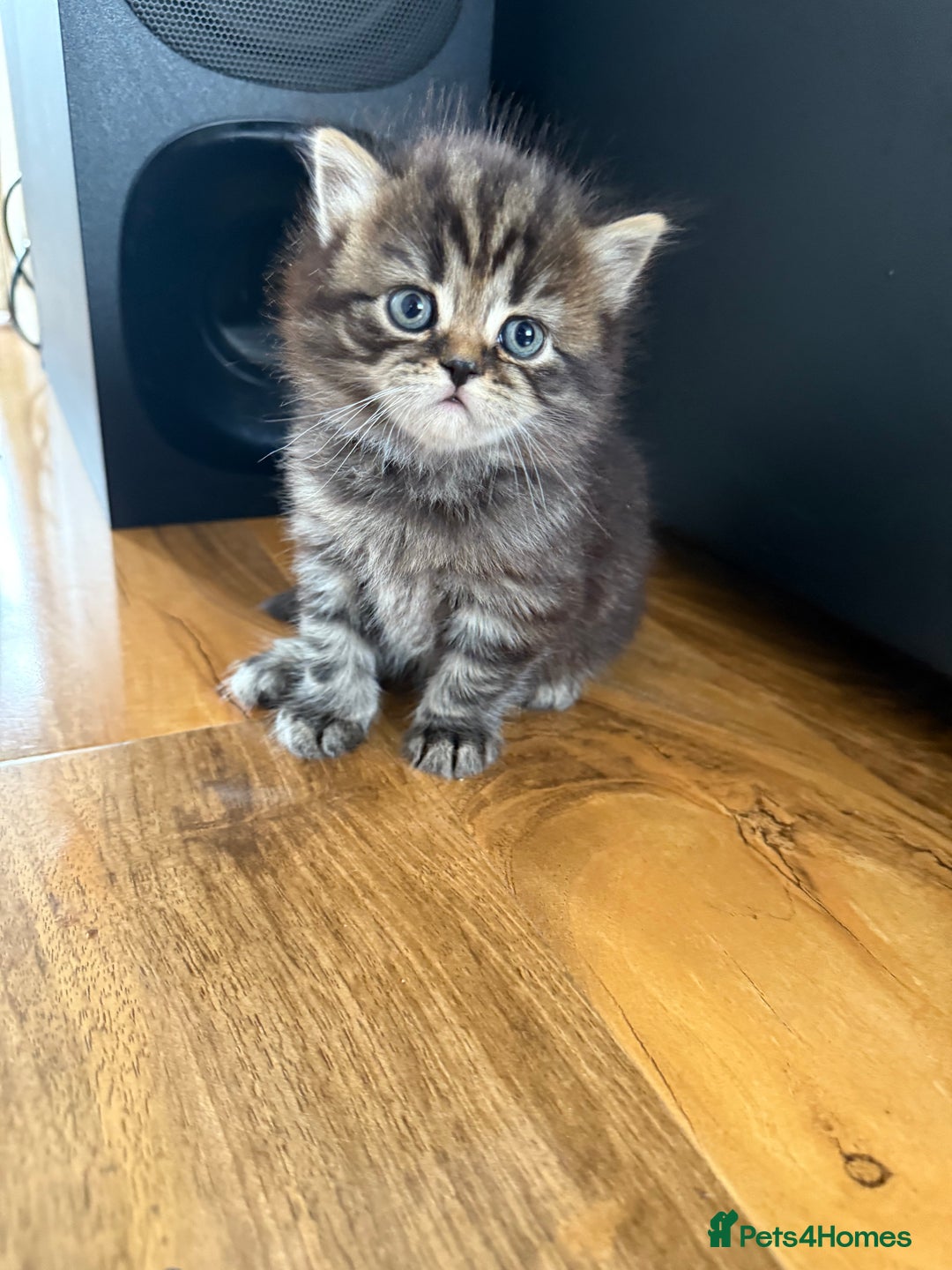 Scottish Fold cats for sale: Scottish fold kittens  - Image 2