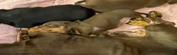 Dachshund dogs for sale: Miniature Dachshunds  - Advert 10