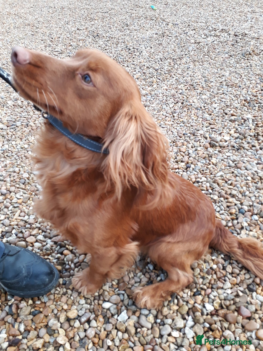 Cocker Spaniel dogs for sale: Top kc working cocker spaniels - Advert 4