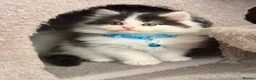 Mixed Breed cats for sale: Fluffy Persian Chinchilla × Turkish Angora Kittens - Advert 2