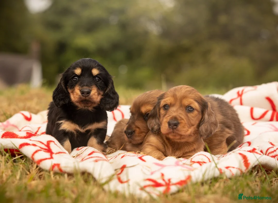 Miniature Dachshund dogs for sale: 2 Beautiful Longhair Miniature Dachshund Puppies - Advert 1