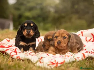 Miniature Dachshund dogs 3 Beautiful Longhair Miniature Dachshund Puppies - Advert 12