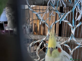 Cockatiels birds Bonded Pair of Cockatiels - Advert 10