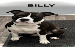 American Bull Staffy dogs for sale: For sale - Image 4