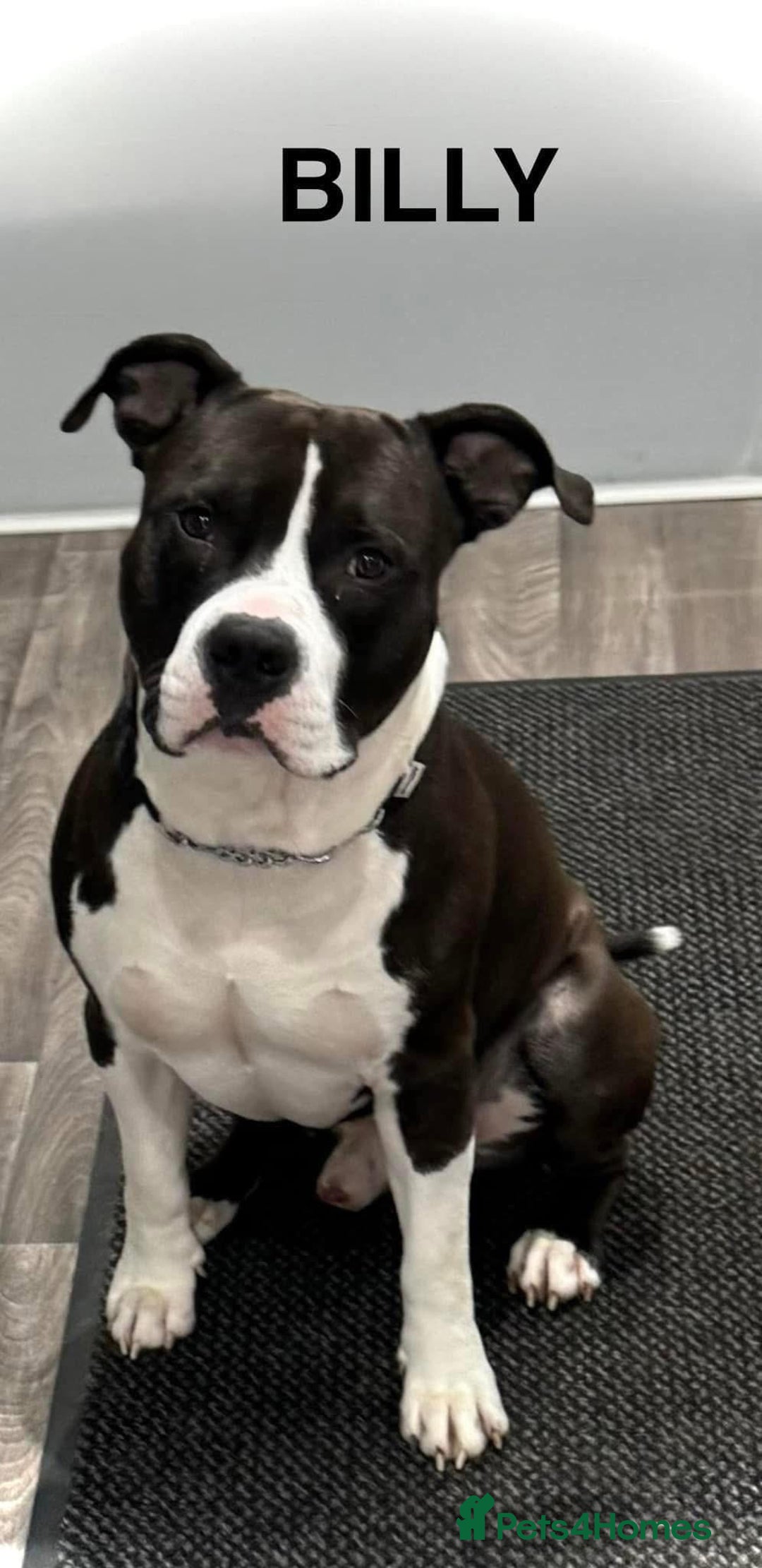 American Bull Staffy dogs for sale: For sale - Image 4